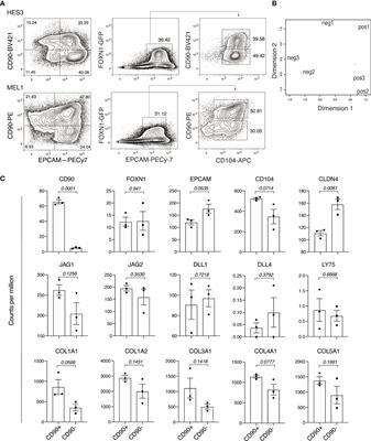 CD90 Marks a Mesenchymal Program in Human Thymic Epithelial Cells In Vitro and In Vivo